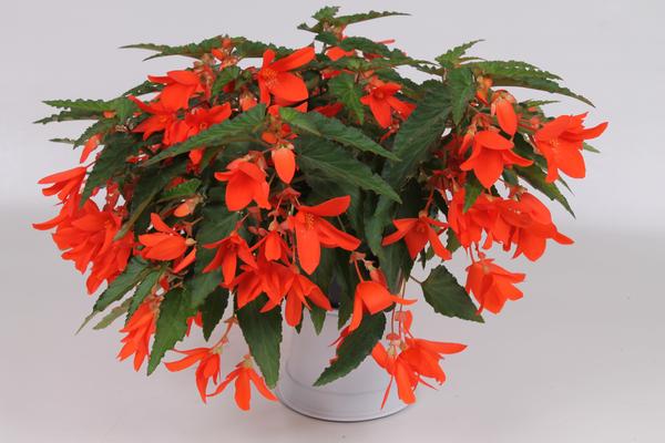 Begonia Boliviensis Starshine Orange - бегония каскадна оранжева(160)